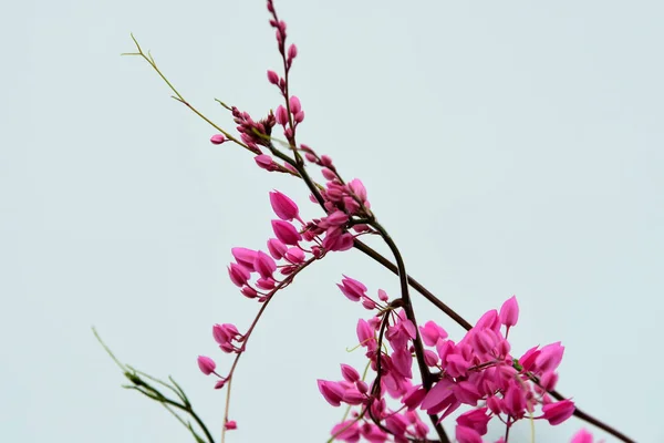 Pink Flowers Tree Branches — Stock Photo, Image