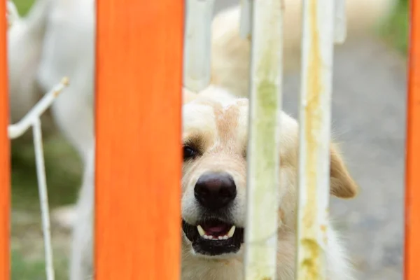 White fur dog behind fence