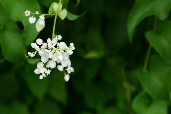 色とりどりの花の美しい庭園 正式な庭園 美しい Garden Leaves 夏に庭の咲く美しい花 — ストック写真