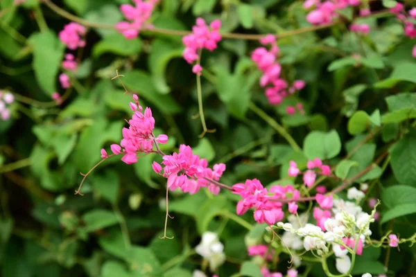 Рожеві Квіти Зеленому Фоні — стокове фото