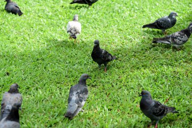 Güvercin flock Park