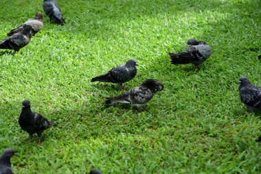 Güvercin flock Park