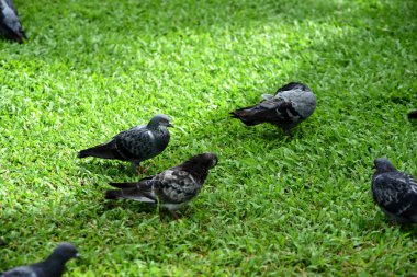 Güvercin flock Park