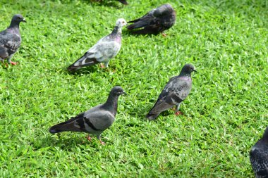 Güvercin flock Park