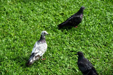 Güvercin flock Park