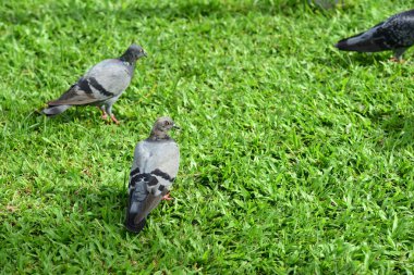Güvercin flock Park