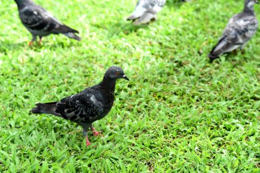 Yeşil çimenler üzerinde yürüyen kuşlar