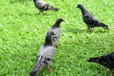 Güvercin flock Park