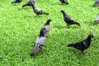 Güvercin flock Park