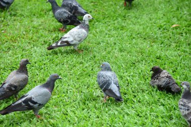 Güvercin flock Park