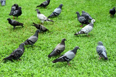 Güvercin flock Park