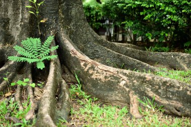 Ormanda büyük ağacın kökleri