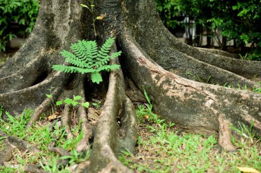 Ormanda büyük ağacın kökleri