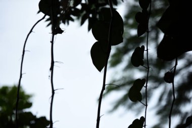 Yeşil tropikal ormanda bırakır