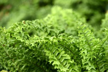 Yeşil tropikal ormanda bırakır