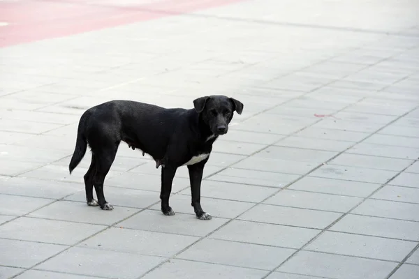 Chien Noir Marchant Extérieur — Photo