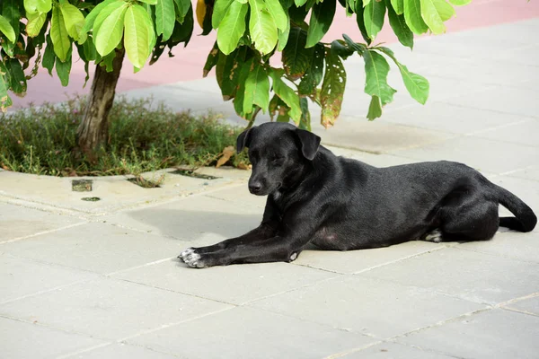 Siyah Köpek Açık Havada Yatıyor — Stok fotoğraf