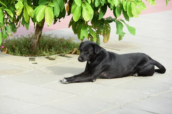 Siyah Köpek Açık Havada Yatıyor — Stok fotoğraf