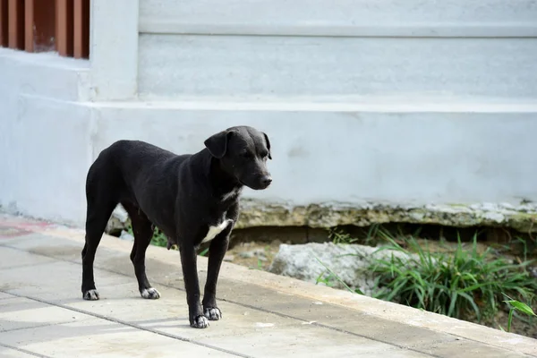Schwarzer Hund Geht Draußen Spazieren — Stockfoto