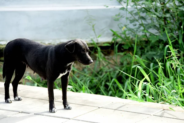 Chien Noir Marchant Extérieur — Photo