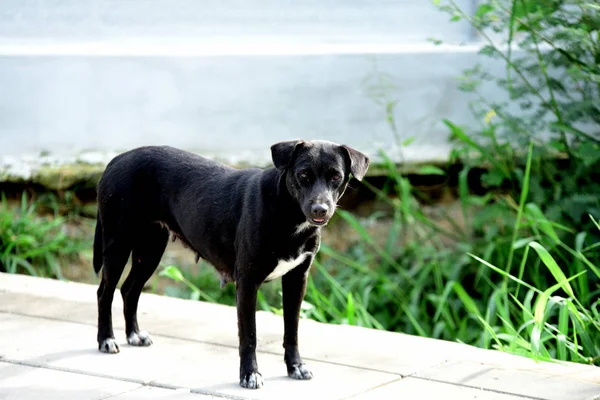 Μαύρο Σκυλί Που Περπατάει Εξωτερικούς Χώρους — Φωτογραφία Αρχείου