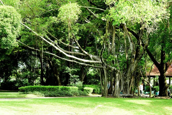 Belo Jardim Flores Coloridas Jardim Formal Paisagístico Parque Lindo Jardim — Fotografia de Stock