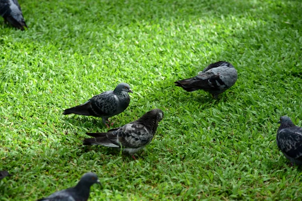 公園の鳩の群れ — ストック写真