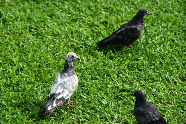公園の鳩の群れ — ストック写真