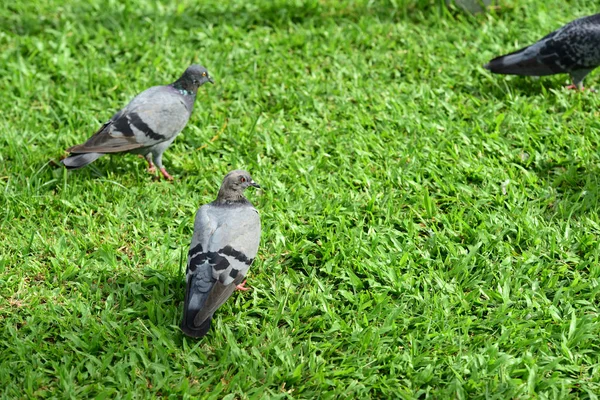 公園の鳩の群れ — ストック写真