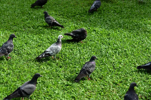 鸽子群在公园里 — 图库照片