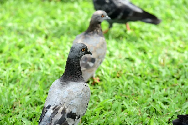 公園の鳩の群れ — ストック写真