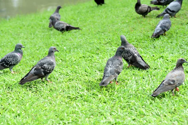 公園の鳩の群れ — ストック写真