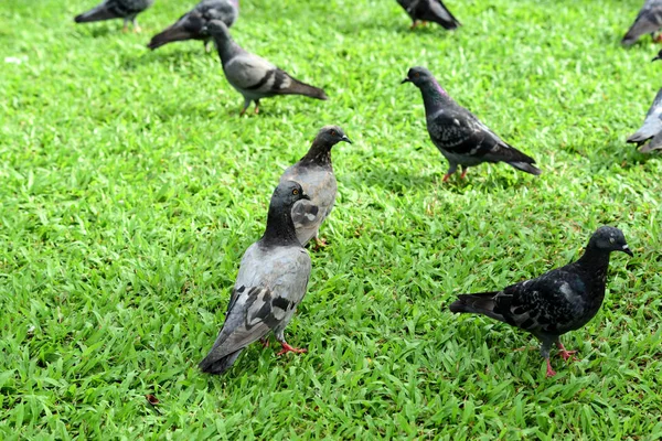 Güvercin flock Park