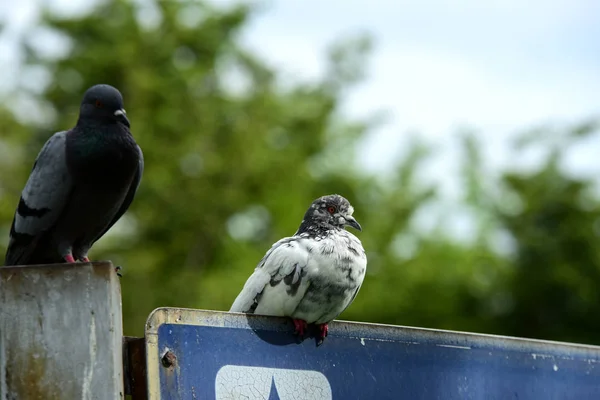 Vögel Sitzen Auf Eisenzaun — Stockfoto