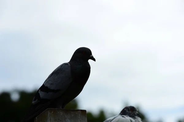 Güvercin Flock Park — Stok fotoğraf