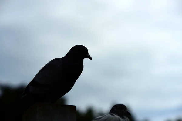 Güvercin Flock Park — Stok fotoğraf