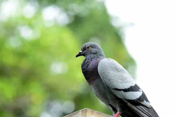 Pigeon Flock Park — Stock Photo, Image