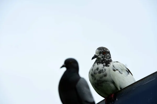 Pássaros Sentados Cerca Ferro — Fotografia de Stock