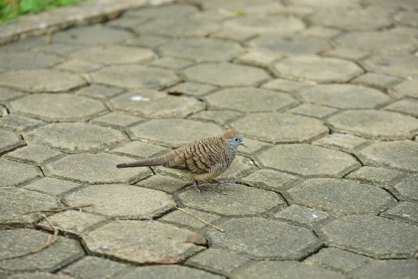 Kleiner Spatz Auf Grauem Pfad — Stockfoto