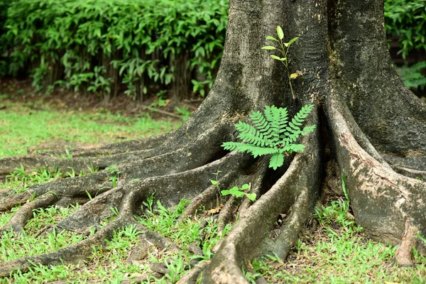 Raízes Árvore Grande Floresta — Fotografia de Stock