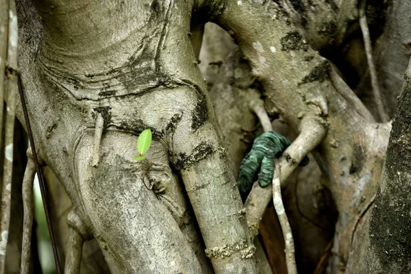 森の中の大きな木の根 — ストック写真