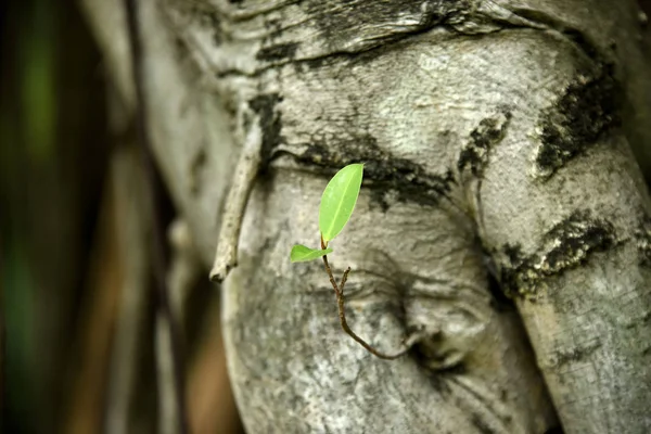 森の中の大きな木の根 — ストック写真