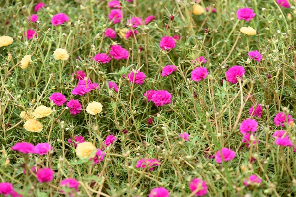 Barevné Květiny Zeleném Poli — Stock fotografie