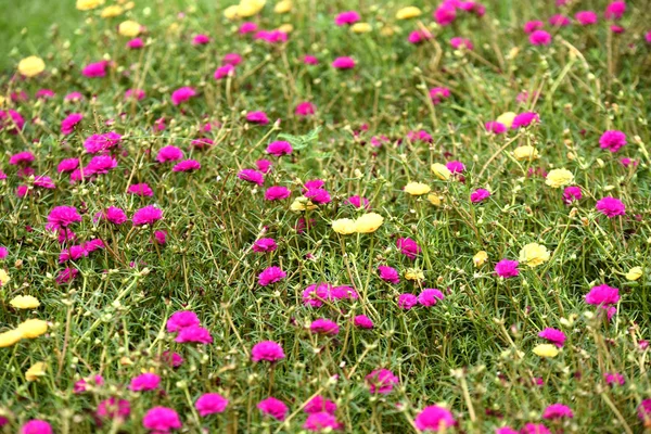 Bunte Blumen Auf Der Grünen Wiese — Stockfoto