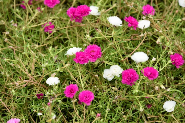 Kleurrijke Bloemen Groen Veld — Stockfoto