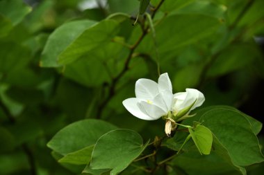 Yeşil yapraklı beyaz çiçek