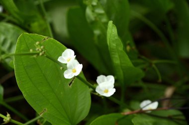 Yeşil yapraklı beyaz çiçekler