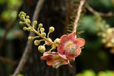 Ağaç dalında güzel çiçekler