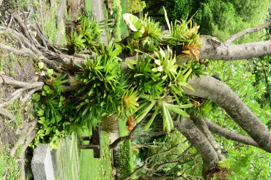 Renkli çiçek güzel bir bahçe. Resmi bahçe. Park. Güzel Garden.Leaves, ağaçlar, ferahlatıcı Bahçe.