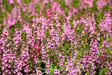 Bahçede renkli çiçek. Plumeria çiçek çiçeklenme. Yaz aylarında bahçe Blooming güzel çiçeklenir. Resmi bahçe. Park. Güzel bahçe.